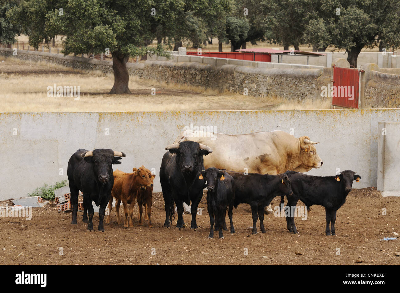 Inländischen Vieh Spanisch kämpfen Stierkampf Bullen zwei schwarzen Stier Kälber reproduktiven Bull cremefarben stehend eingemauert Stockfoto