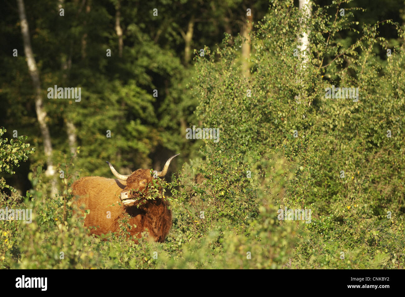 Highland Cattle, Kuh, Fütterung auf Silber-Birke (Betula Pendel) auf Tiefland Heide, Hothfield Heide, Kent, England, august Stockfoto