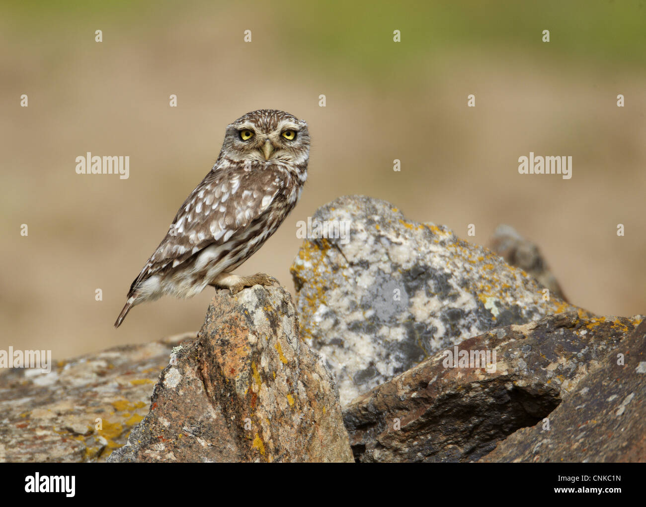 Steinkauz (Athene Noctua) Erwachsenen, auf Felsen, Extremadura, Spanien, april Stockfoto