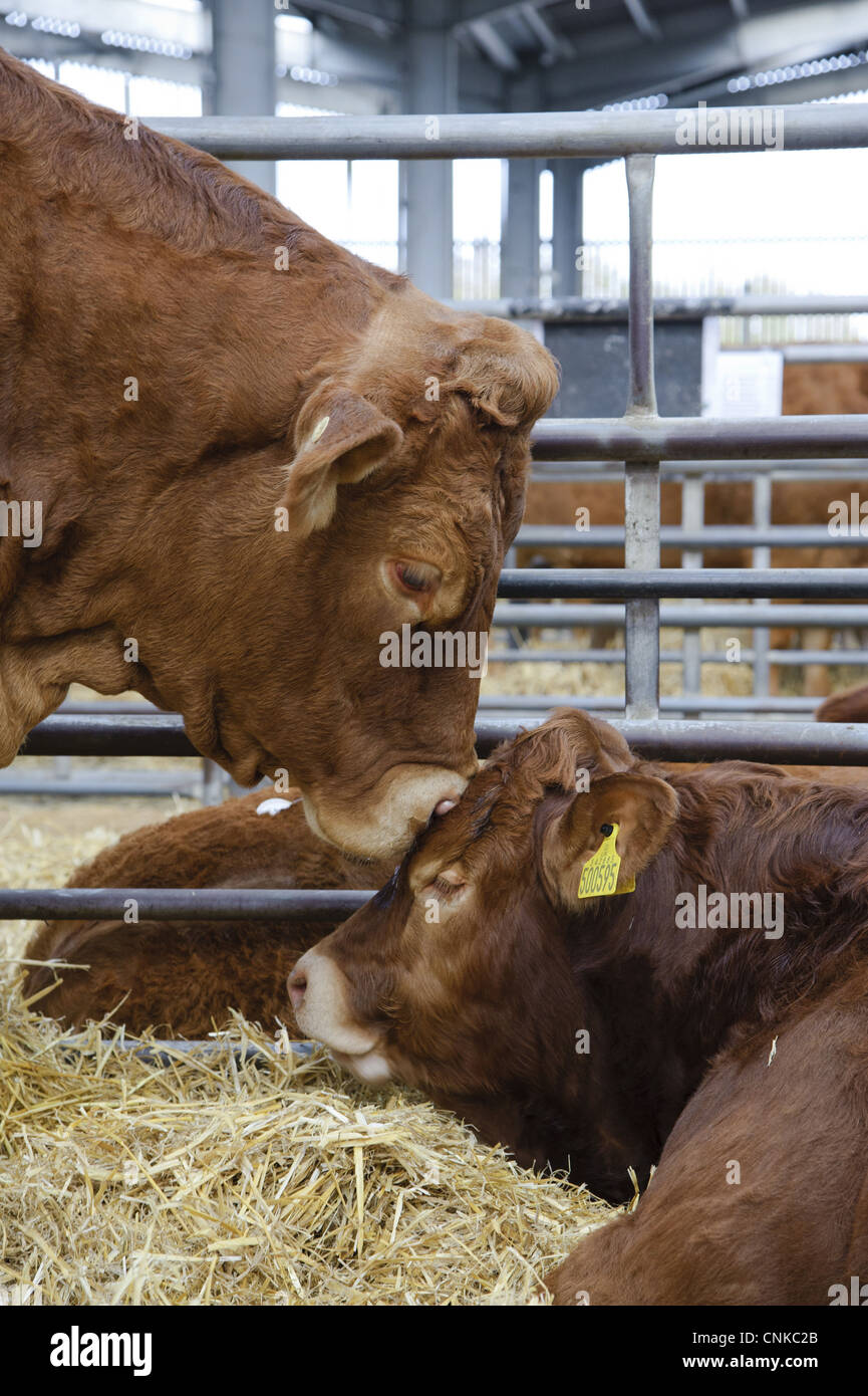 Inländischen Vieh Limousin Kuh Kalb Nahaufnahme Köpfe im Stift am Markt Carlisle Vieh Markt Cumbria England november Stockfoto