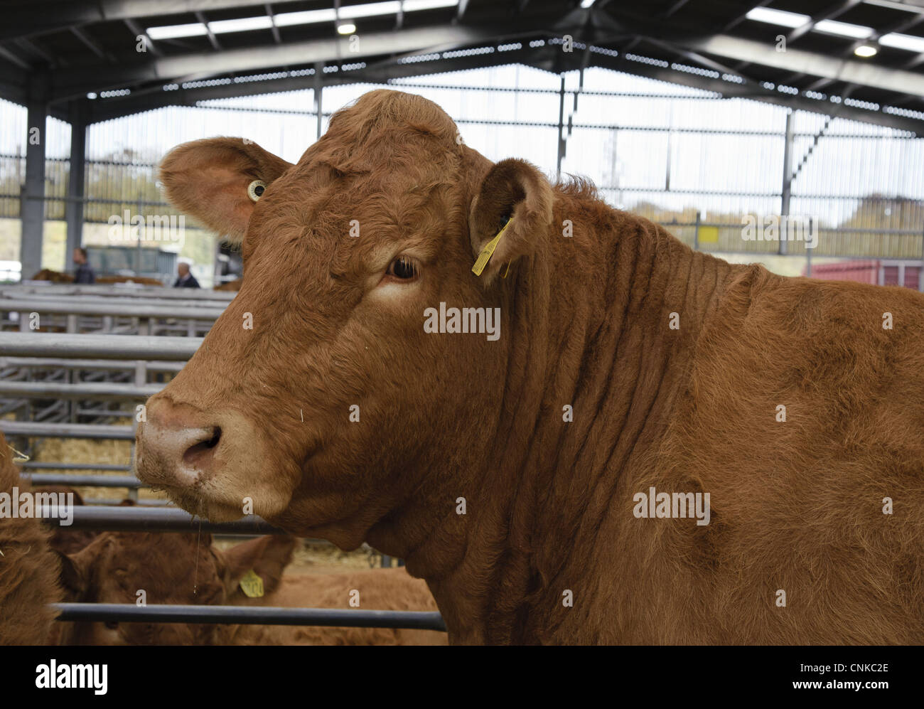 Hausrind, Limousin Kuh, Nahaufnahme des Kopfes, im Stift am Markt, Viehmarkt Carlisle, Cumbria, England, november Stockfoto