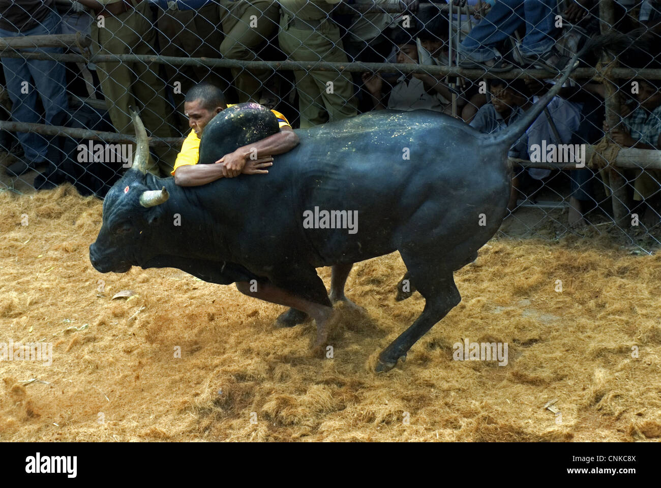 Inländischen Vieh Zebu Bos Indicus Stier Mann Höcker festhalten, während "Jallikattu" "Zähmung Bull" altes Dorf Sport während Stockfoto