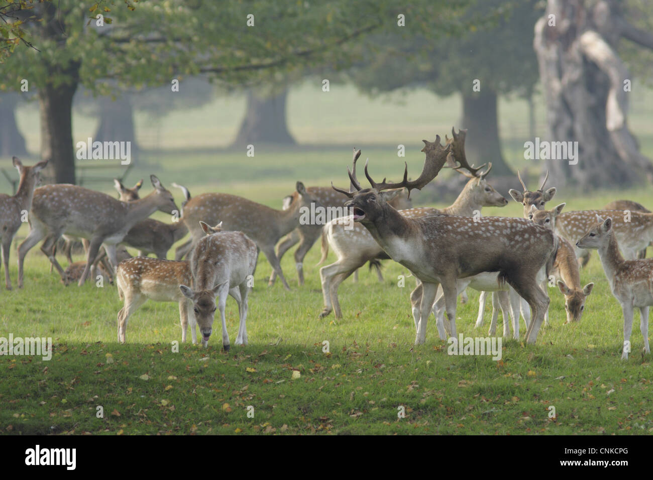 Damhirsch Dama Dama Buck brüllend umgeben von Herde rivalisierenden Buck unreifen Bock macht Kitze während der Brunftzeit Saison Studley Royal Stockfoto