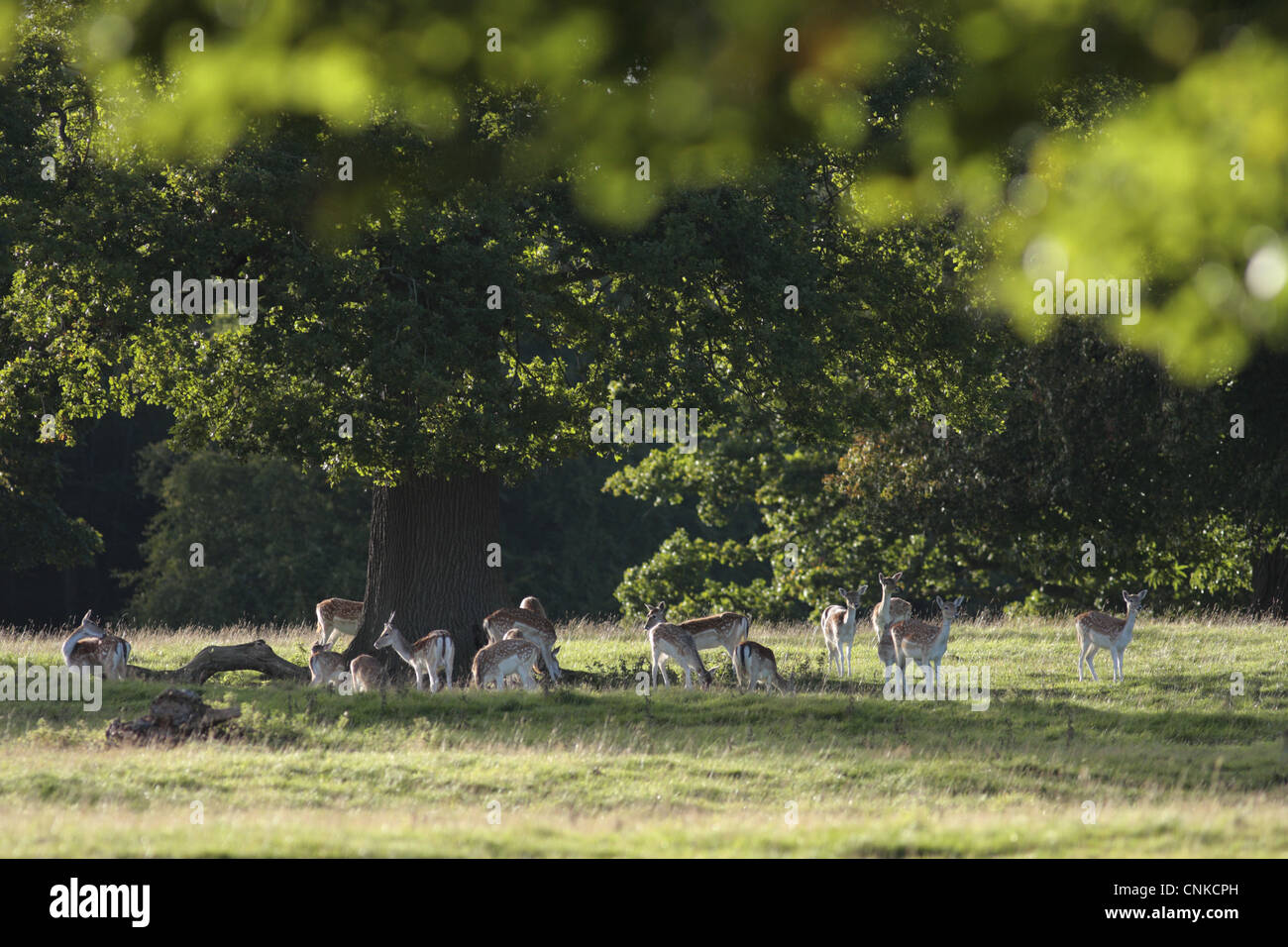 Damhirsch Dama Dama ist unreif Buck Herde stehenden Baum Studley Royal Deer Park Studley Roger North Yorkshire England Stockfoto