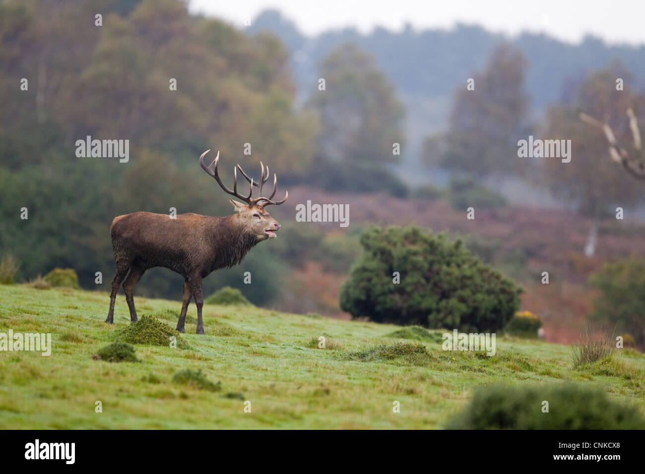 Rothirsch Cervus Elaphus Hirsch brüllen stehend Küsten Heathland Lebensraum während der Brunftzeit Saison Minsmere RSPB Reserve Suffolk Stockfoto