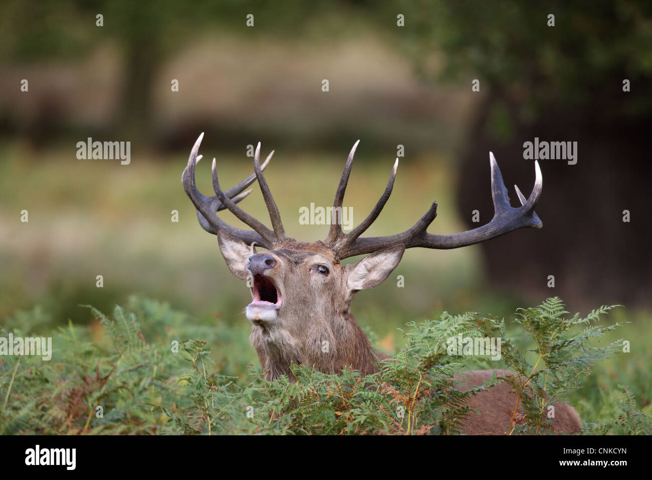 Rothirsch (Cervus Elaphus) Hirsch, mit gebrochenen Geweih brüllend unter Bracken in Brunft, Richmond Park, London, England, Oktober Stockfoto