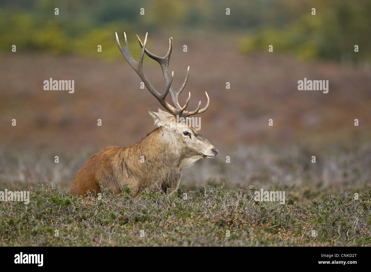 Rothirsch (Cervus Elaphus) Hirsch, ruht auf Heide während der Brunftzeit Saison, Minsmere RSPB Reserve, Suffolk, England, Oktober Stockfoto