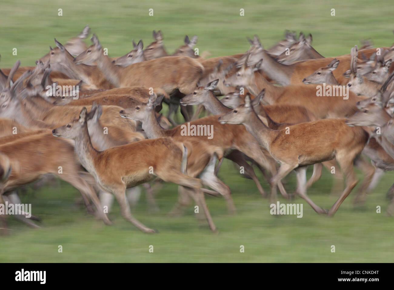 Rothirsch Cervus Elaphus Hinds unreifen Hirsche Herde verschwommene Laufbewegung Studley Royal Deer Park Studley Roger North Stockfoto