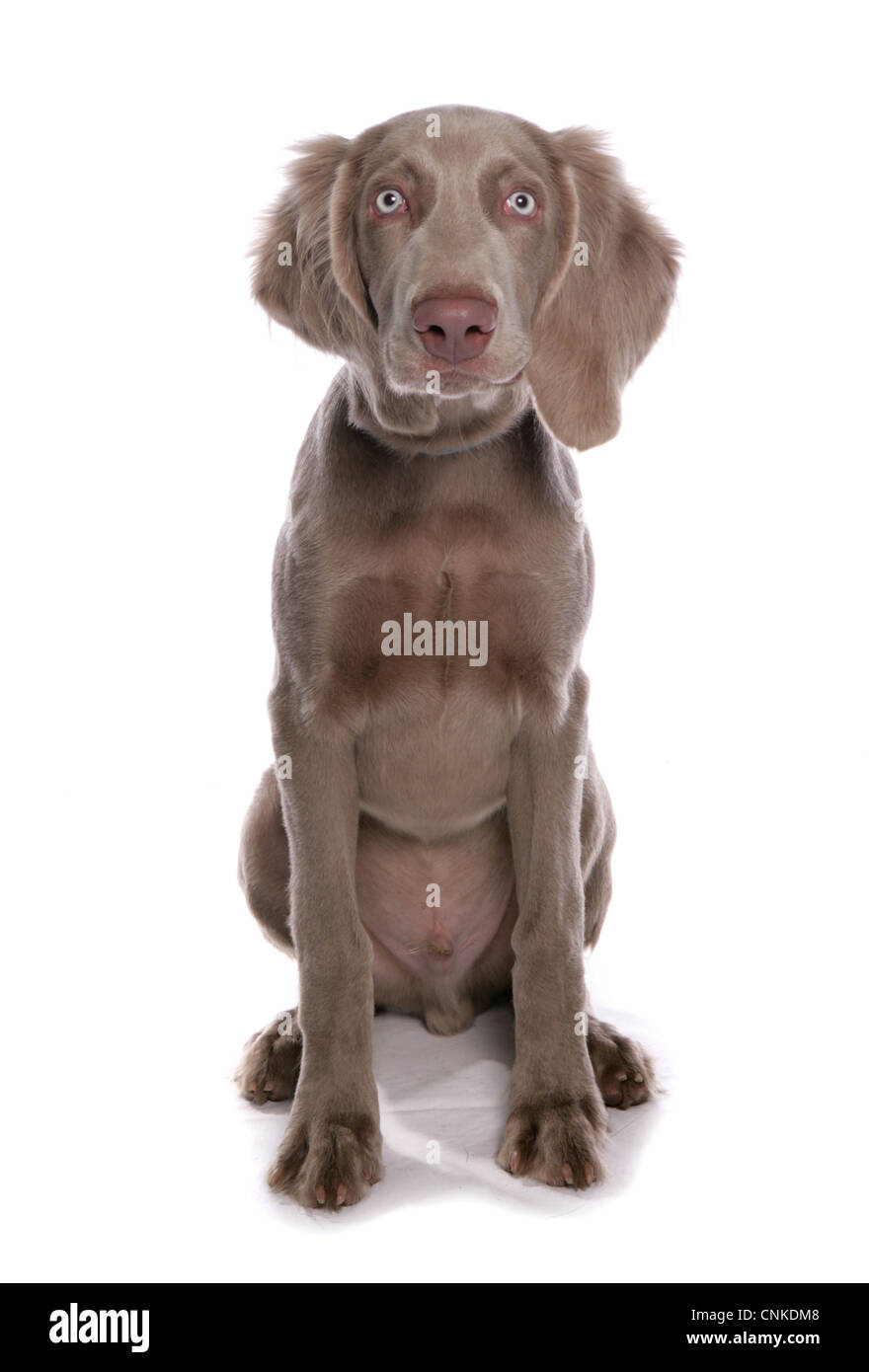 Inländische Hund, Weimaraner, männliche Welpe, sitzend Stockfoto