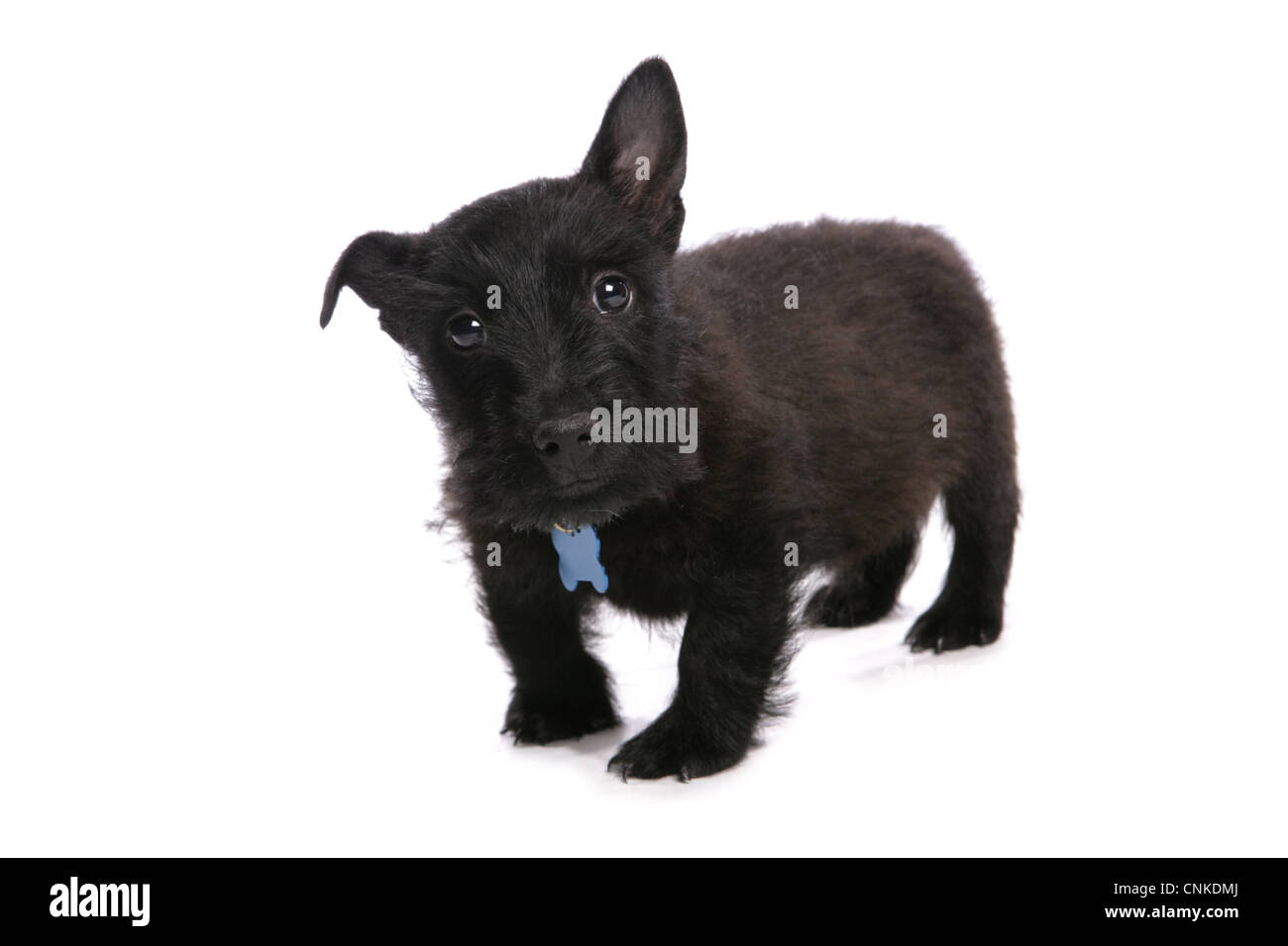 Haushund, Scottish Terrier, Welpe, mit Kragen und Tag, stehend Stockfoto