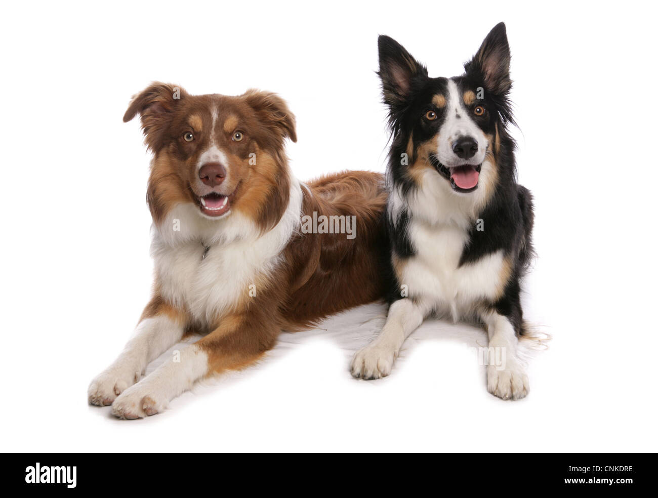 Inländische Hund, Border Collie, zwei Tricolor Erwachsene, Verlegung Stockfoto