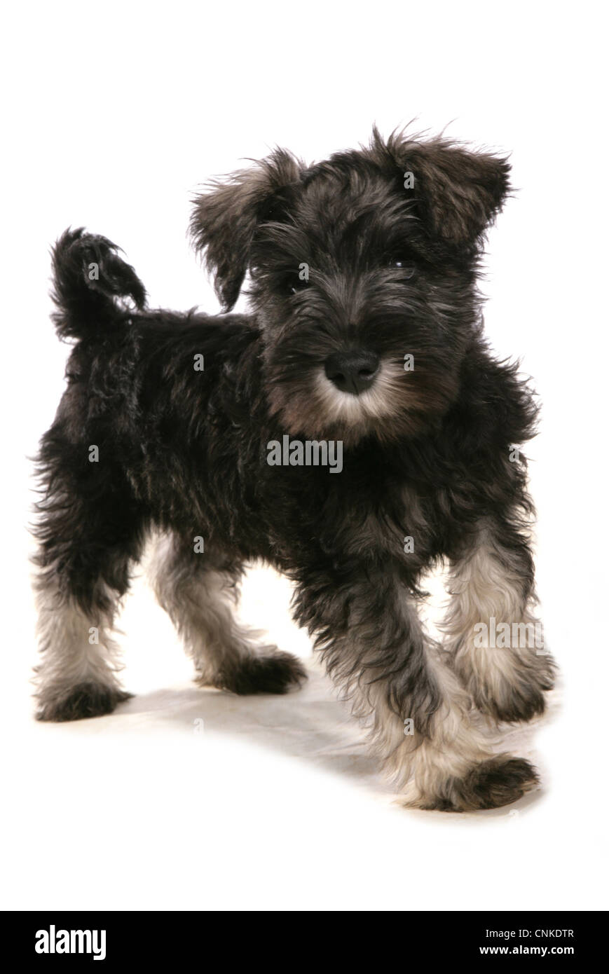 Inländische Hund, Schnauzer, Welpe, stehend Stockfoto