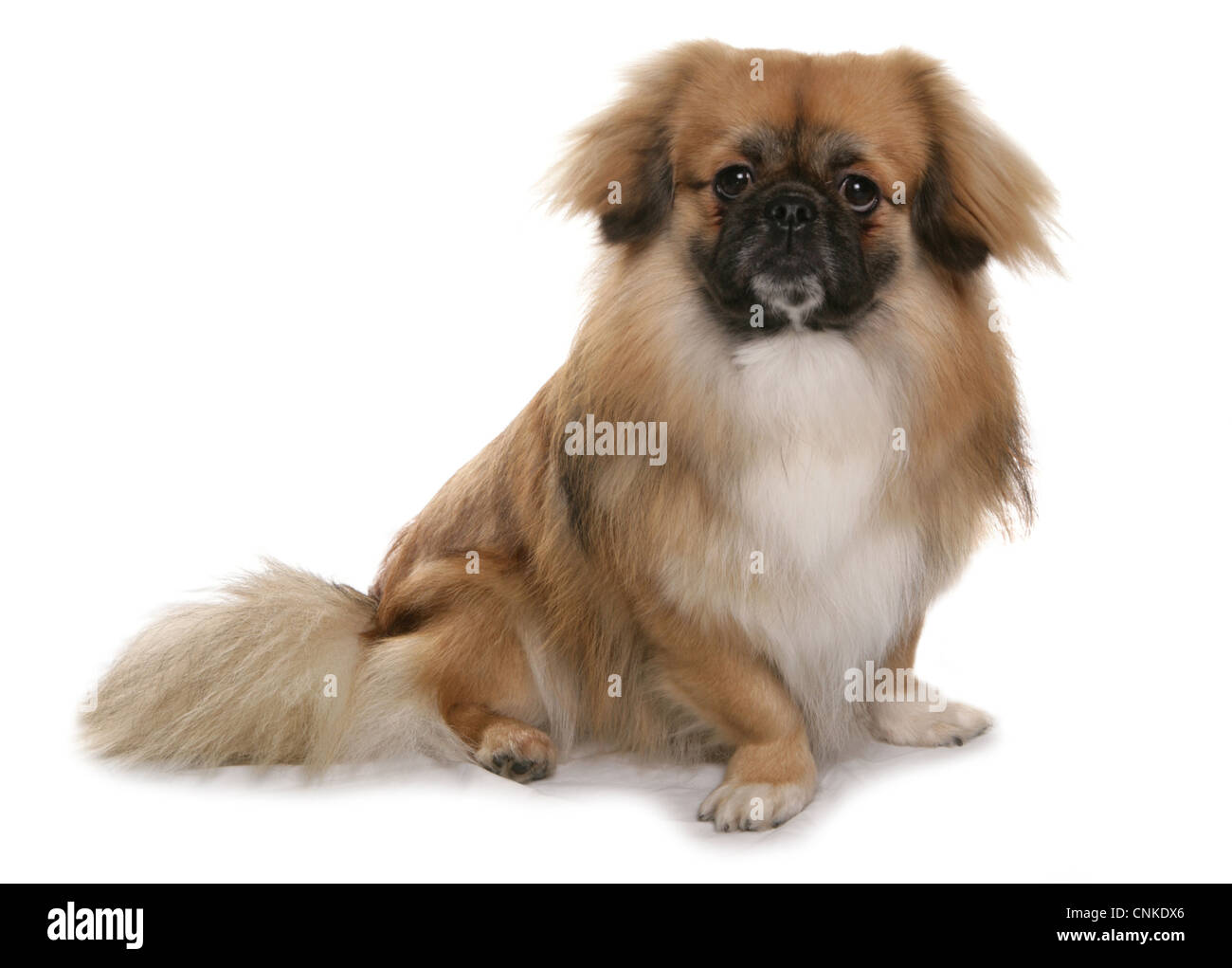 Inländische Hund, Tibet Spaniel, Erwachsener, sitzen Stockfoto