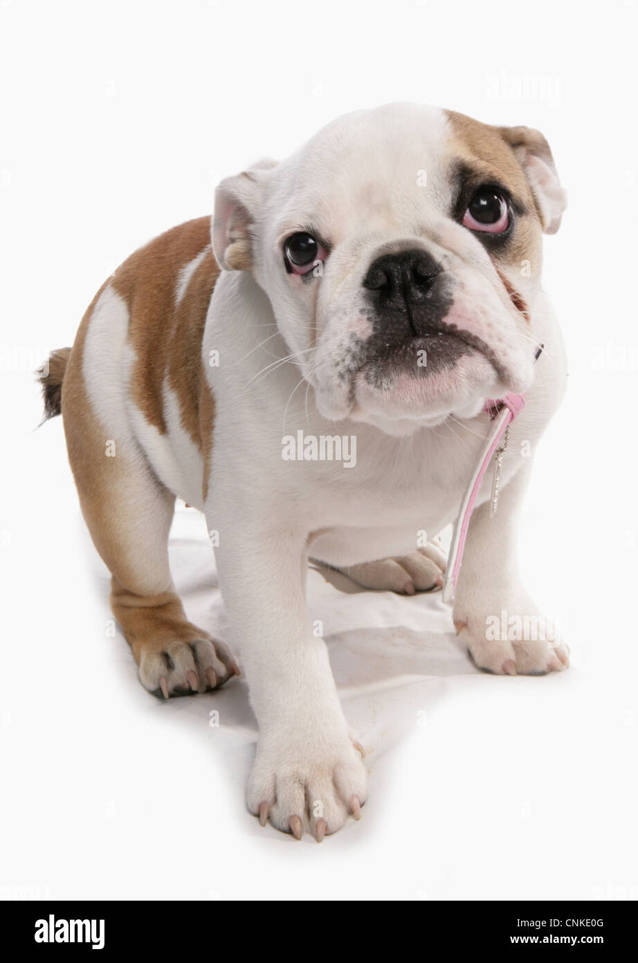 Haushund, Bulldog, Welpe, stehend Stockfoto