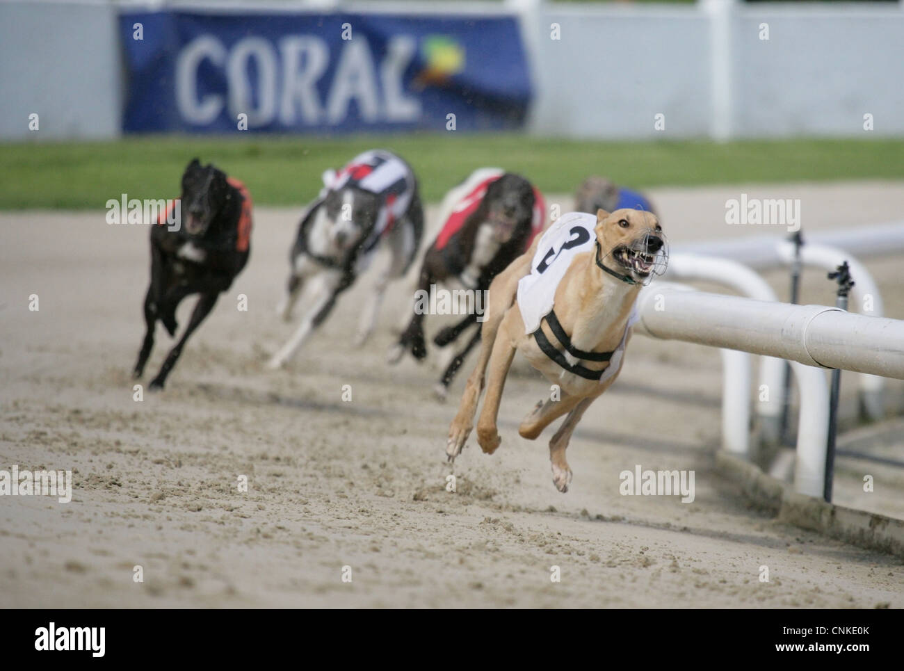 Inländische Hund, Greyhound, Erwachsene, racing an Strecke, England, Juli Stockfoto