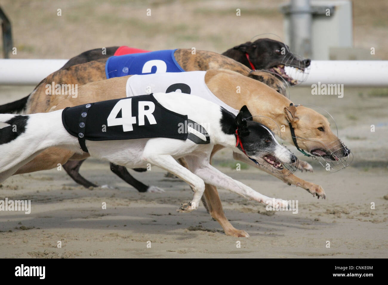 Inländische Hund, Greyhound, Erwachsene, racing an Strecke, England, Juli Stockfoto