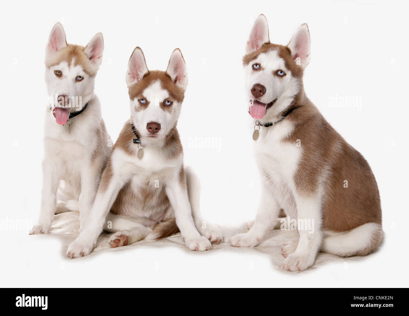 Haushund, Siberian Husky, drei Welpen, sitzend, mit Kragen und tags Stockfoto