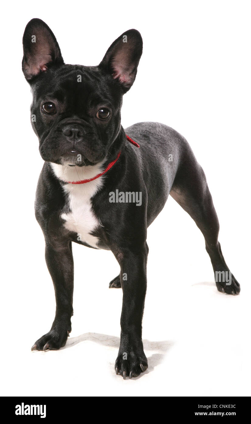 Inländische Hund, französische Bulldogge, Erwachsener, stehend, mit Kragen Stockfoto