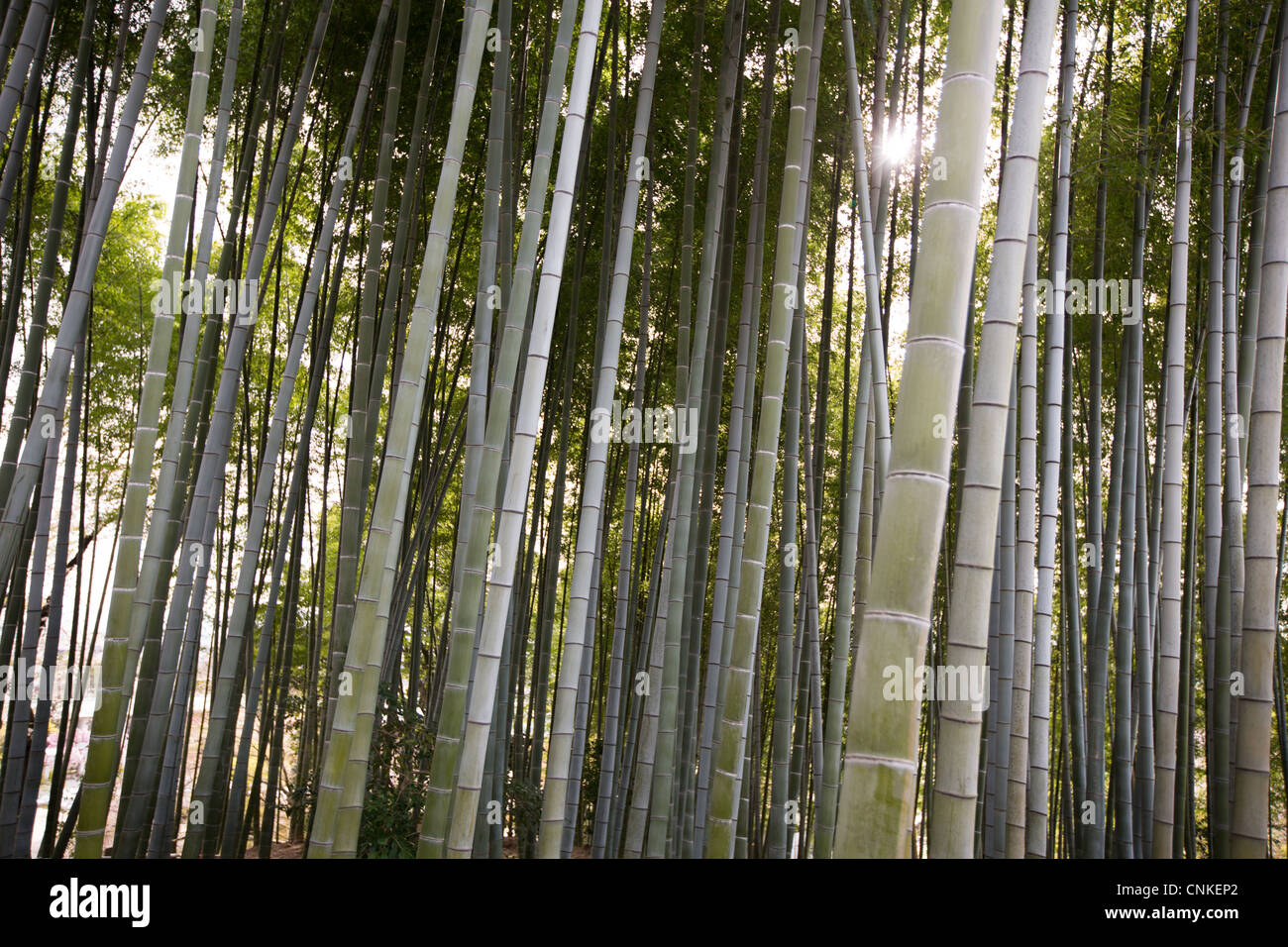 Bambus-Garten in Kodaiji Tempel in Kyoto, Japan Stockfotografie - Alamy