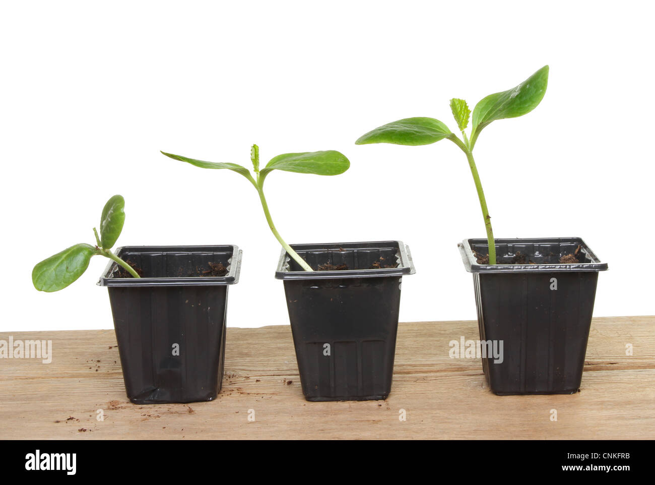 Drei Zucchini Gemüsepflanze Sämlinge auf einem Holzbrett in der Größe aufsteigend von links nach rechts Stockfoto