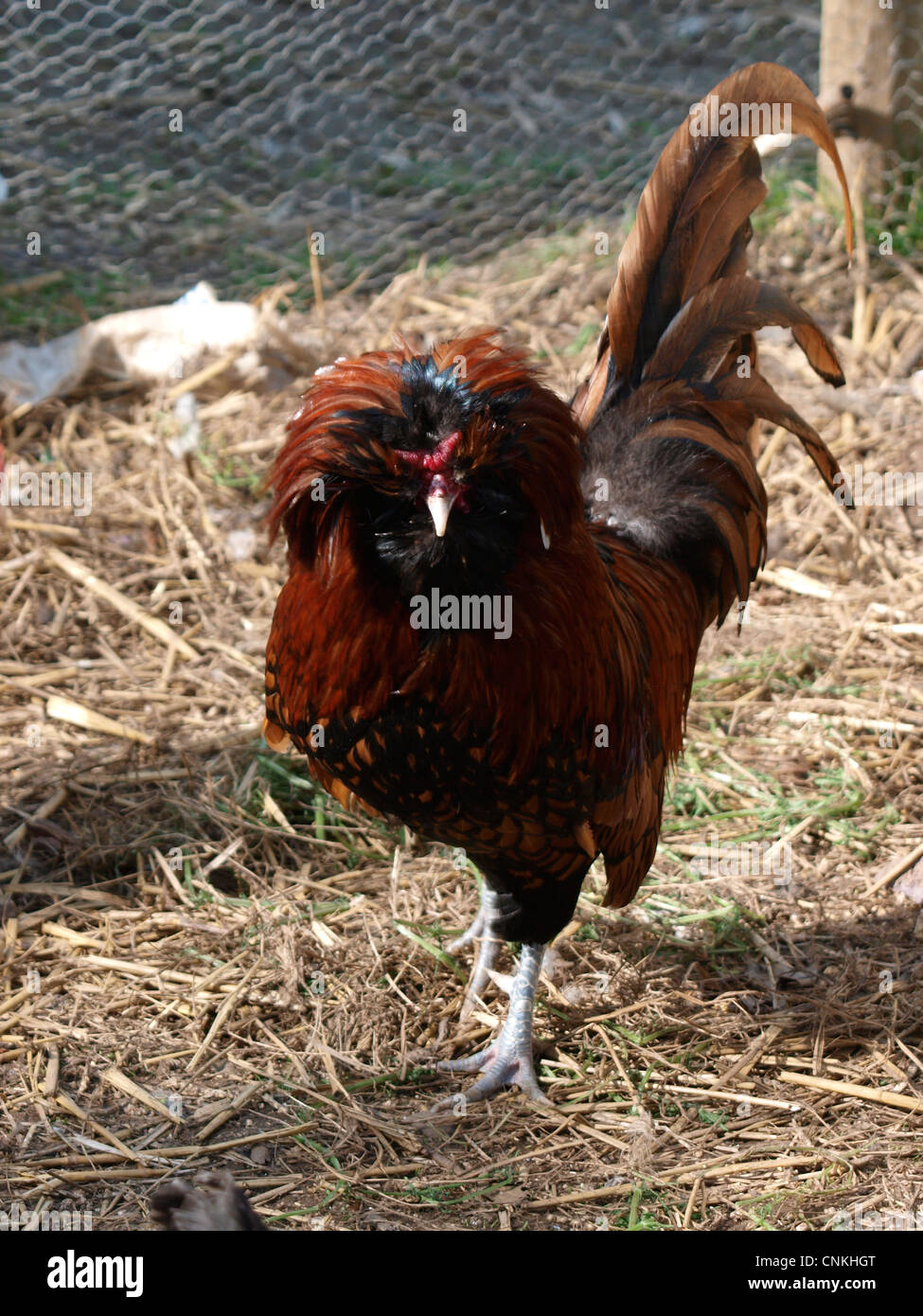 Polnische Huhn Hahn Stockfoto