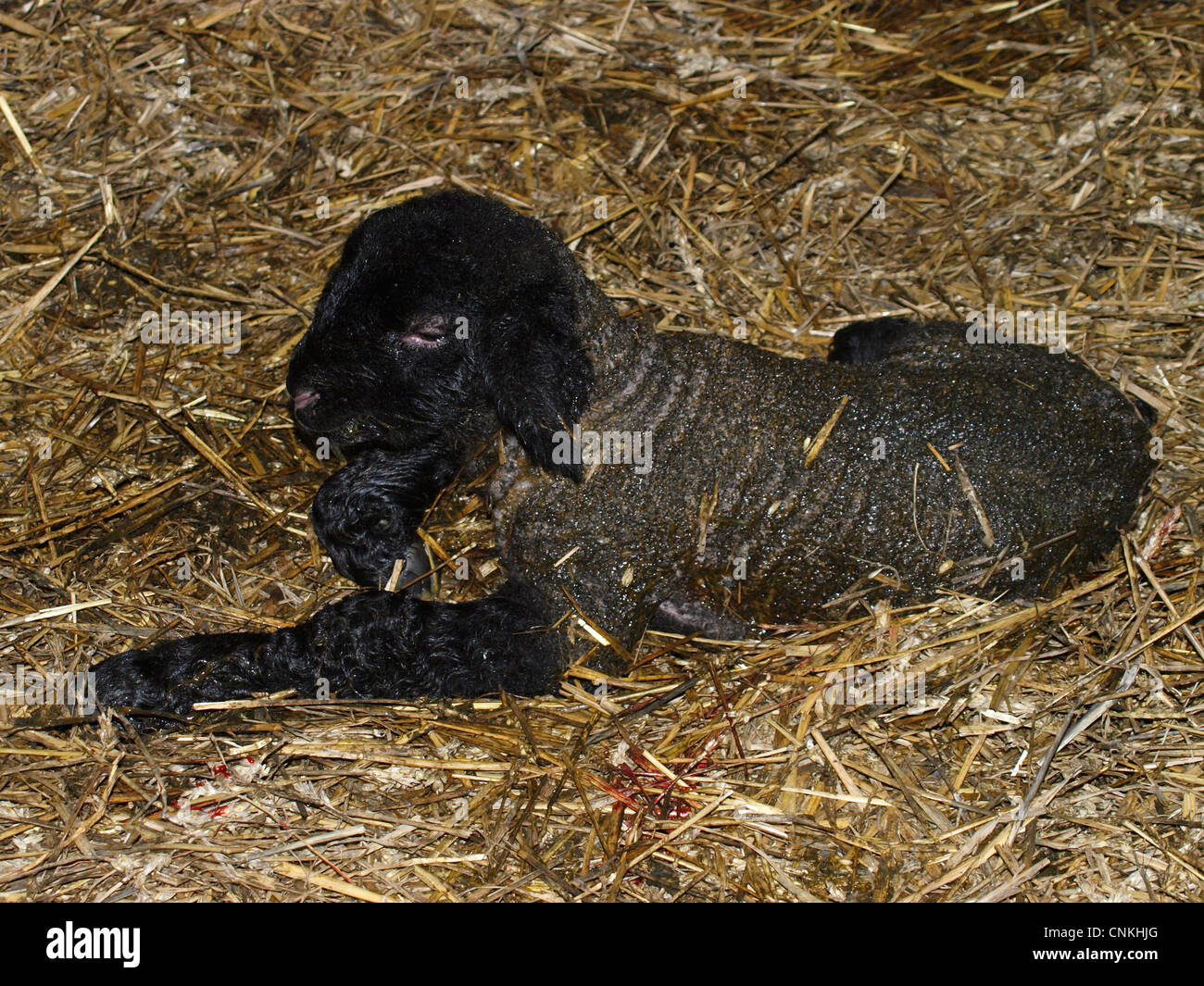 Suffolk Lamm weniger als eine Stunde alt, UK Stockfoto
