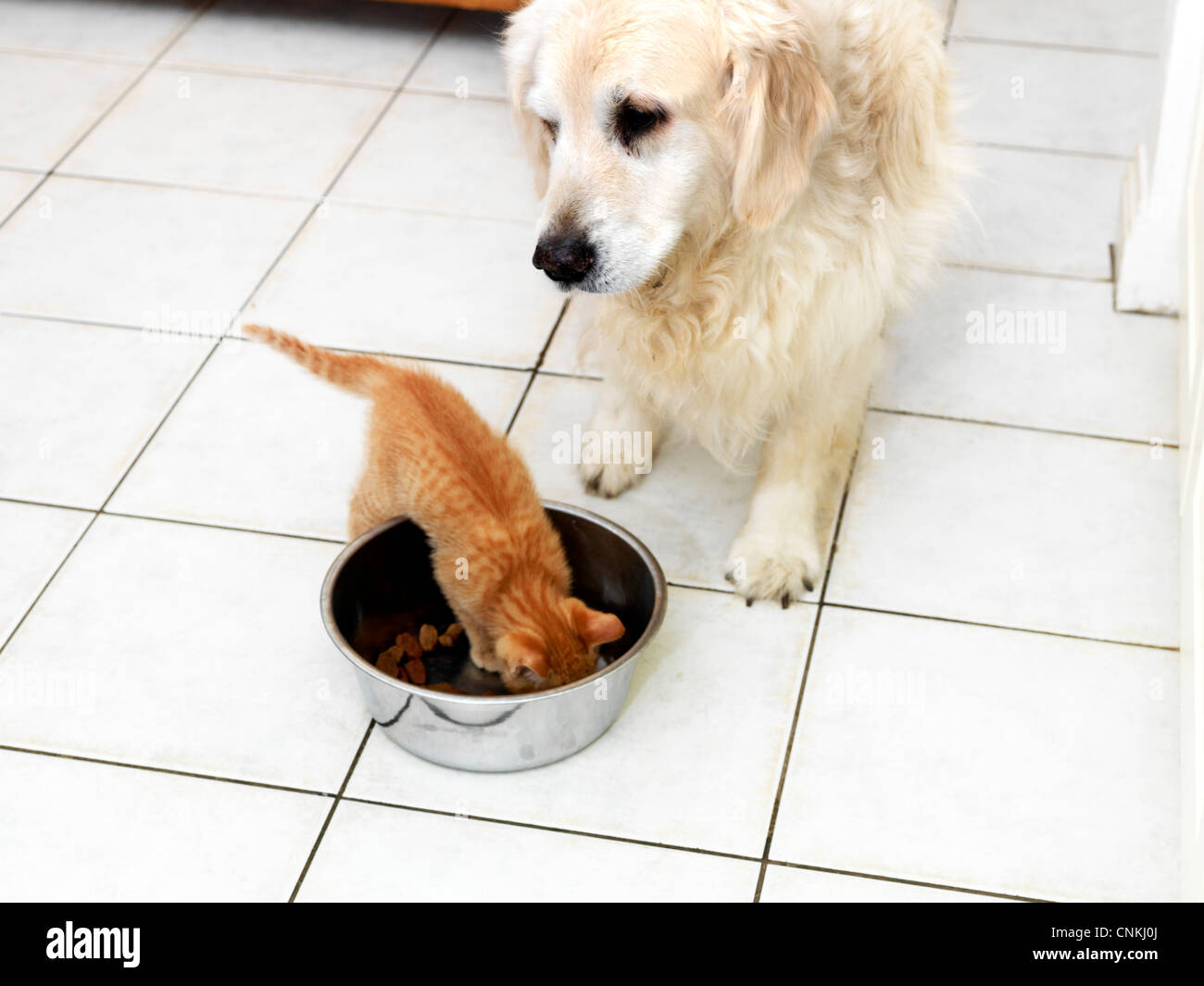 Ginger Kitten von Hundefutter aus Schüssel zu essen, während Golden Retriever blickt auf Stockfoto
