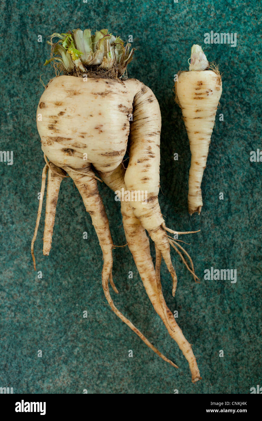 Pastinaken, Pastinaca Sativa, aus Samen gezogen in einem Garten in Atherstone, North Warwickshire. Stockfoto