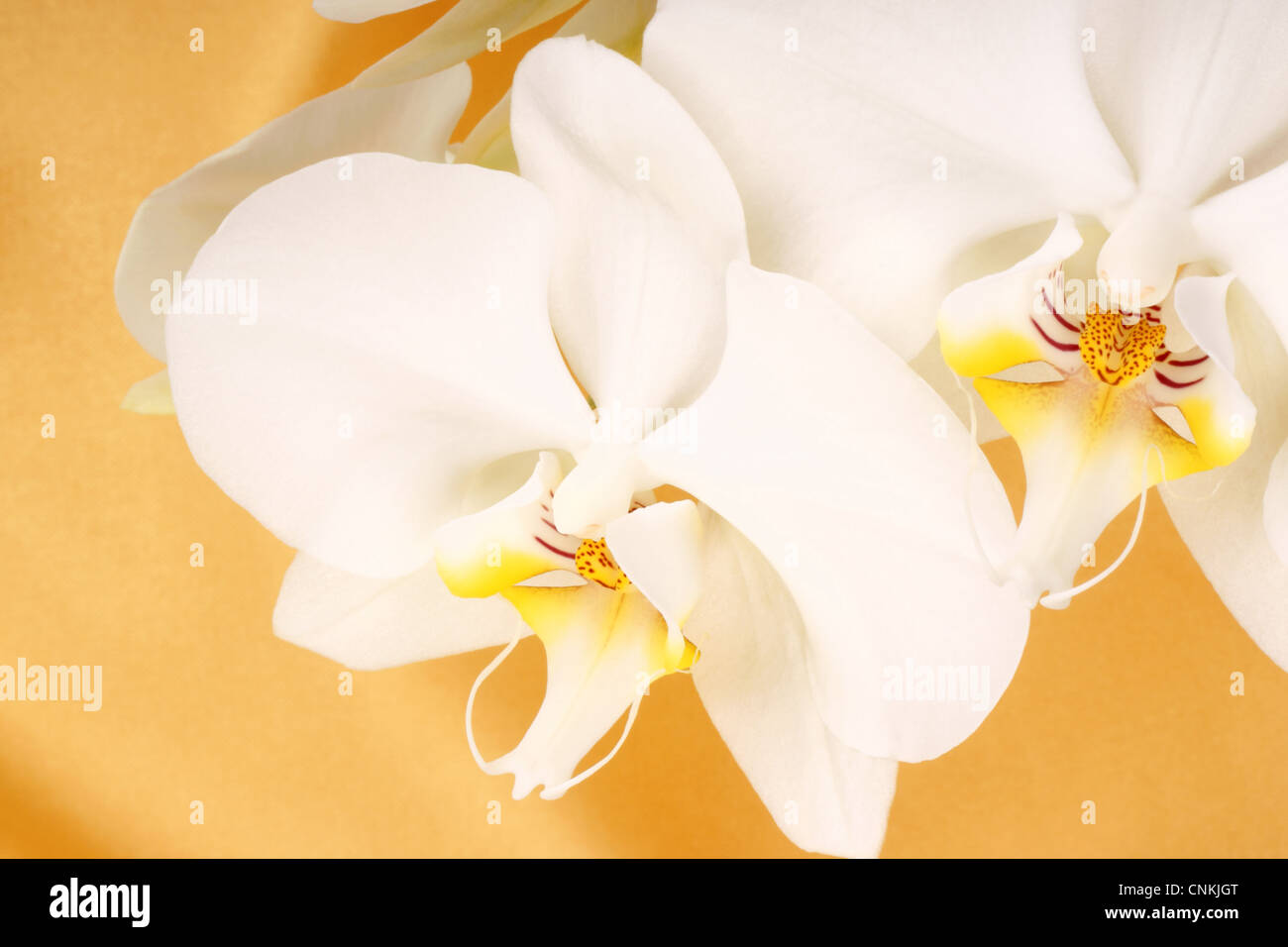 Phalaenopsis Aphrodite (Mond-Orchidee) über einen gelben Stoff Hintergrund. Stockfoto