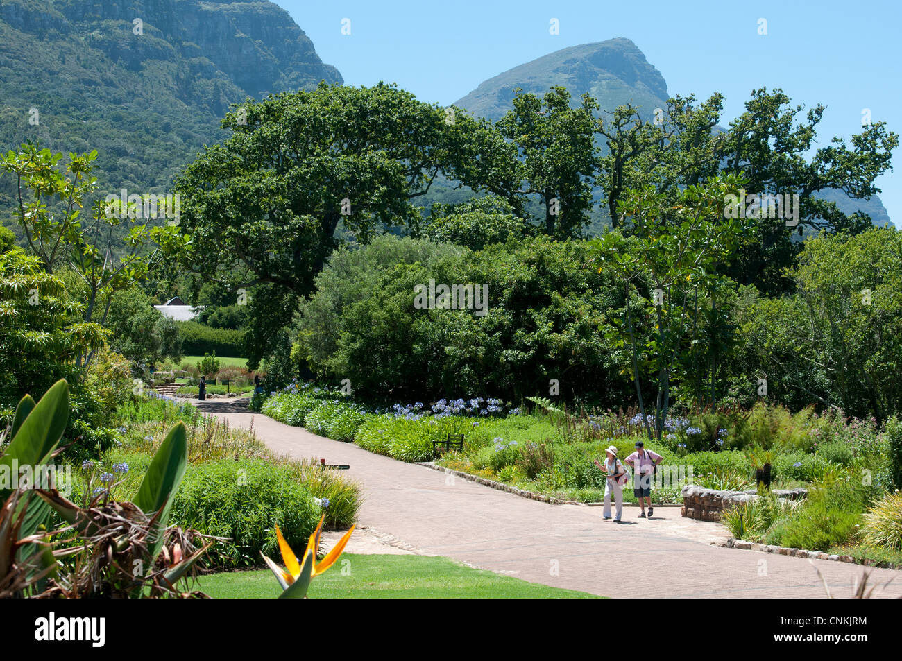 Kirstenbosch National Botanical Gardens Kapstadt Südafrika Stockfoto