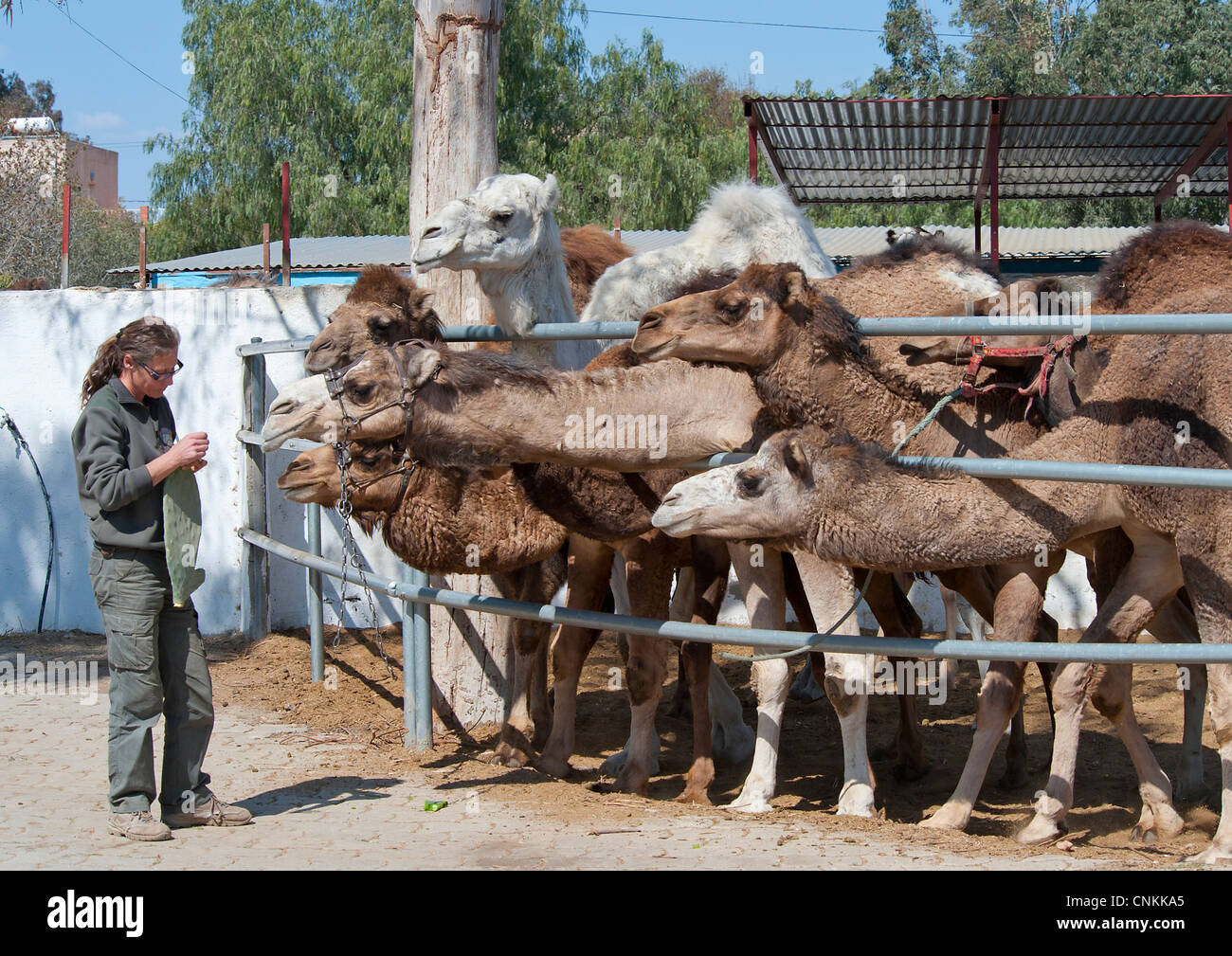 Kamel fressender kaktus -Fotos und -Bildmaterial in hoher Auflsung  Alamy