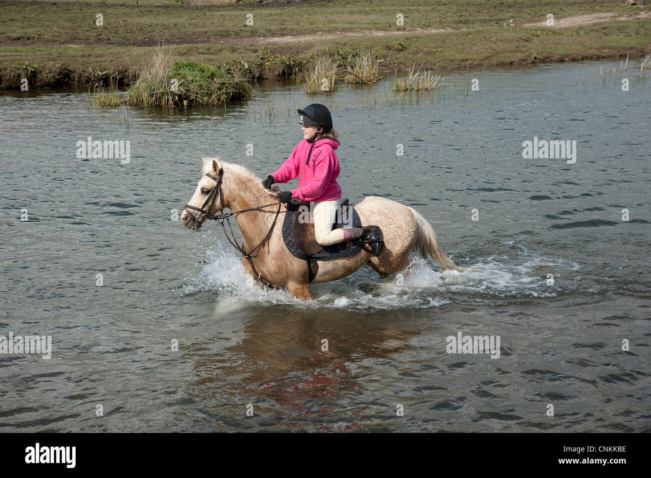 Pony Reiter überqueren den Fluss Ewenny an Ogmore in Vale von Glamorgan S Wales Großbritannien Stockfoto