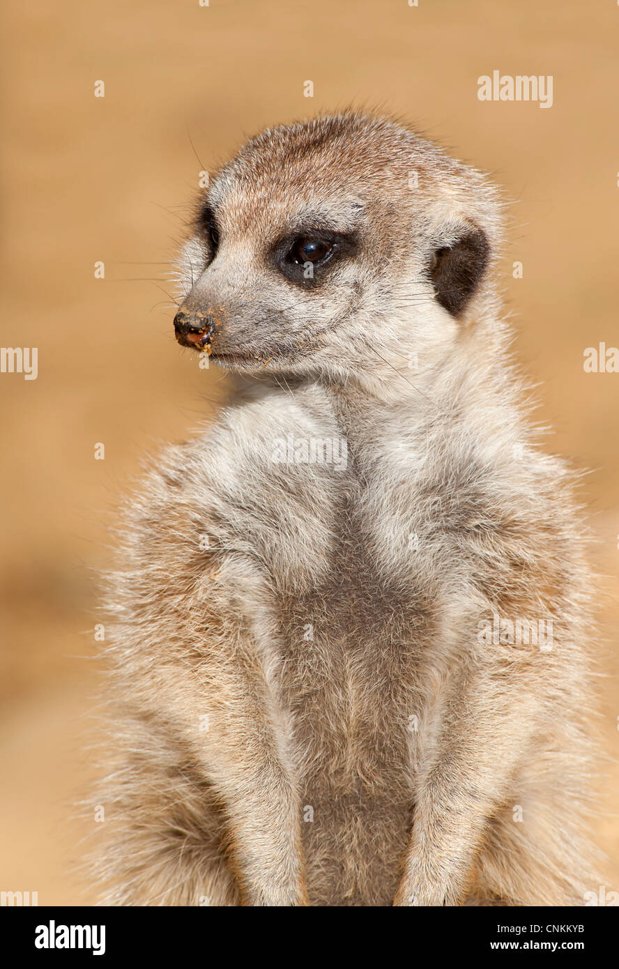 Nahaufnahme von einem Erwachsenen Erdmännchen Stockfoto