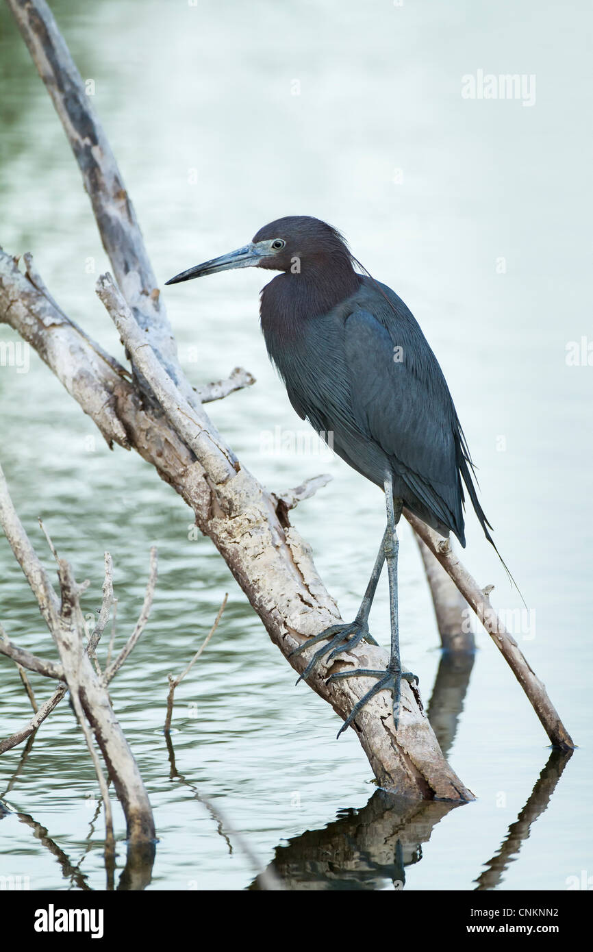 Little Blue Heron - Egretta Caerulea - bei Venedig Rookery, Florida Stockfoto