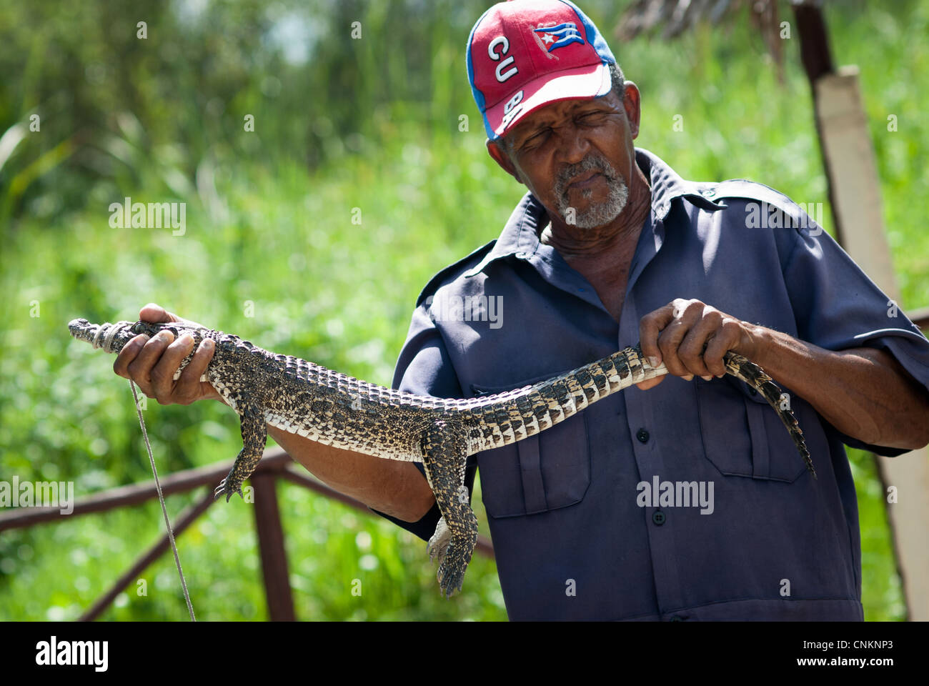 Kubanische Mann zeigt ein paar Monate altes Krokodil, Touristen kann das Tier für 1 kubanische Dollar Gebühr zu halten. Stockfoto