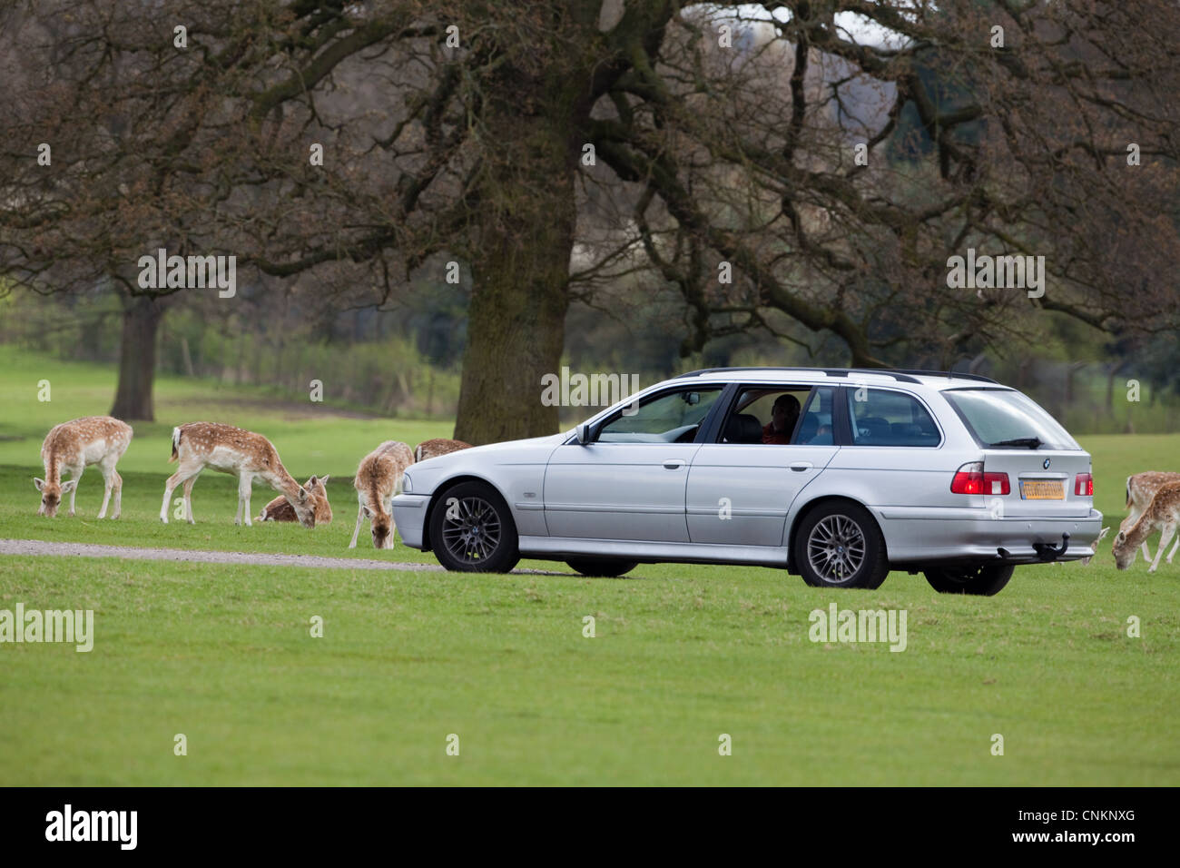 Safari-Fahrt von den Besuchern Whipsnade Zoo, Bedfordshire, um Asien Gehäuse. Hier mit Damwild (Dama Dama). Stockfoto