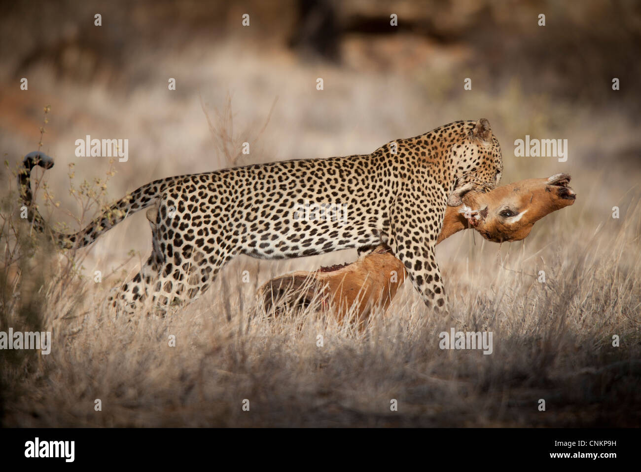 Leopard mit Beute in Samburu Nationalpark Kenia Stockfoto