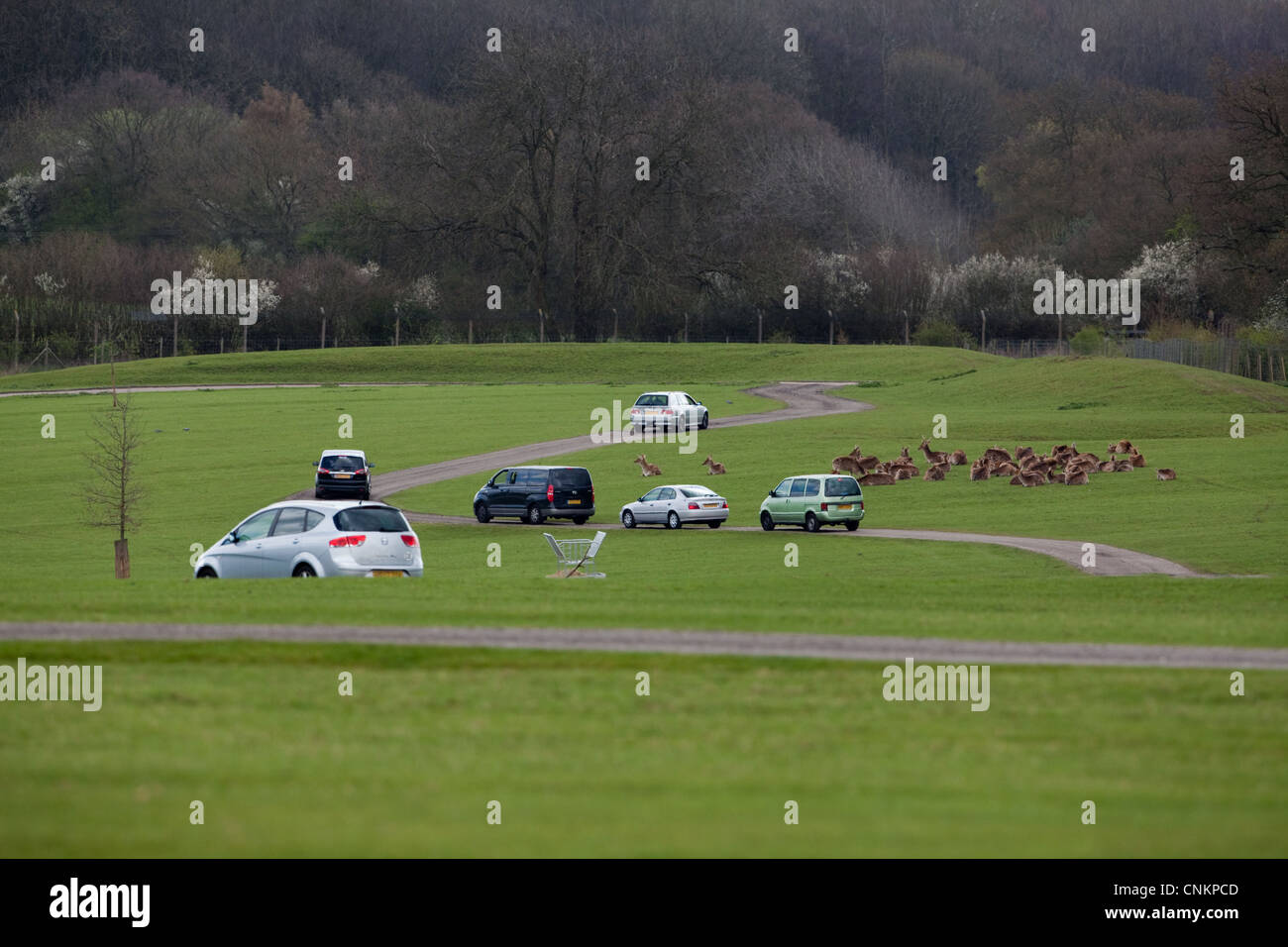 Safari-Fahrt von den Besuchern Whipsnade Zoo, Bedfordshire, um Asien Gehäuse. Hier mit Deer (Cervus sp.). Stockfoto