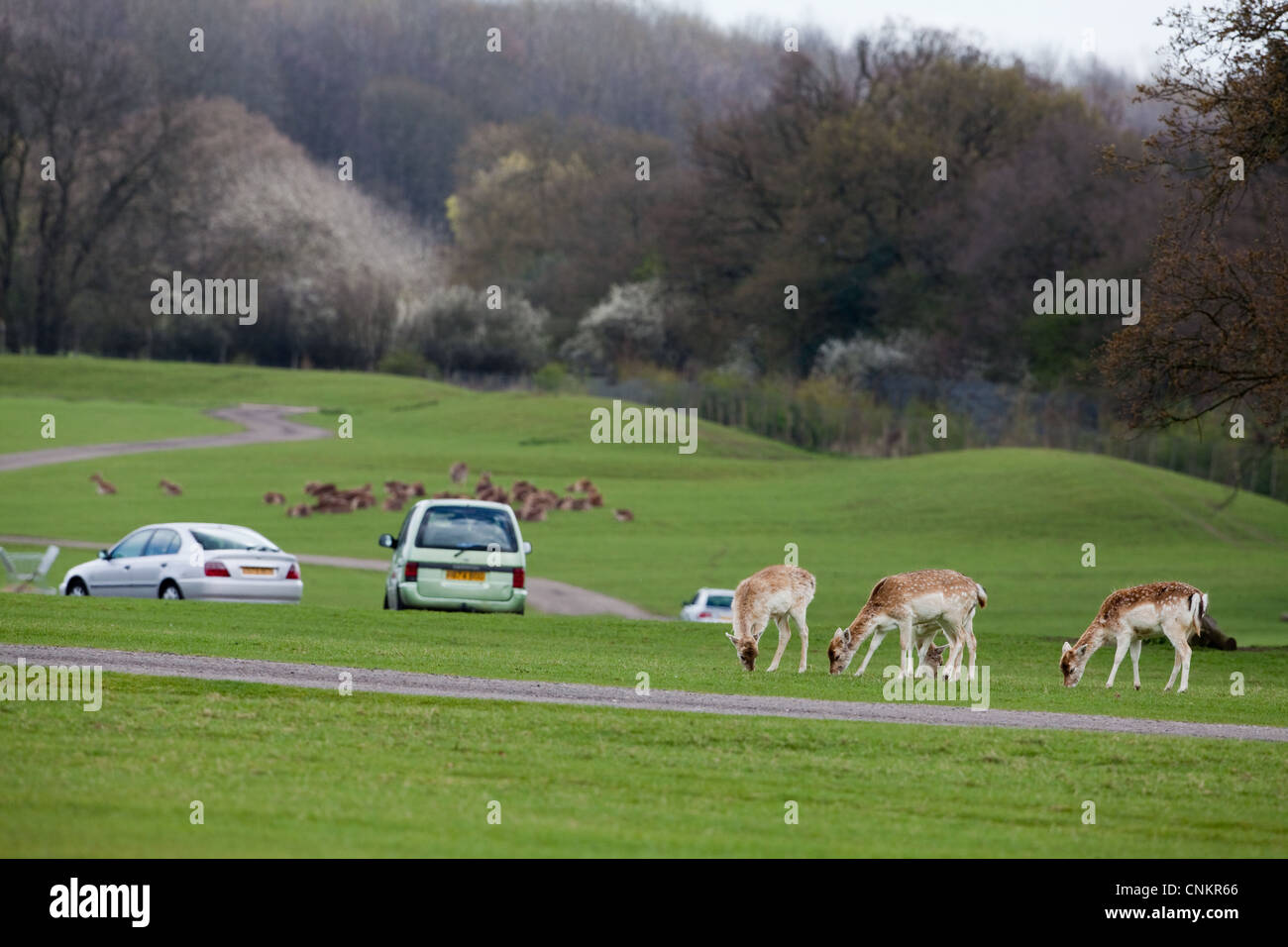 Safari-Fahrt von den Besuchern Whipsnade Zoo, Bedfordshire, um Asien Gehäuse. Hier mit Damwild (Dama Dama). Stockfoto