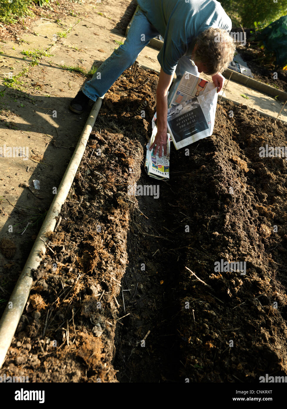 Mann Futter Graben mit Zeitung zum Anpflanzen von Kartoffeln Surrey England Stockfoto