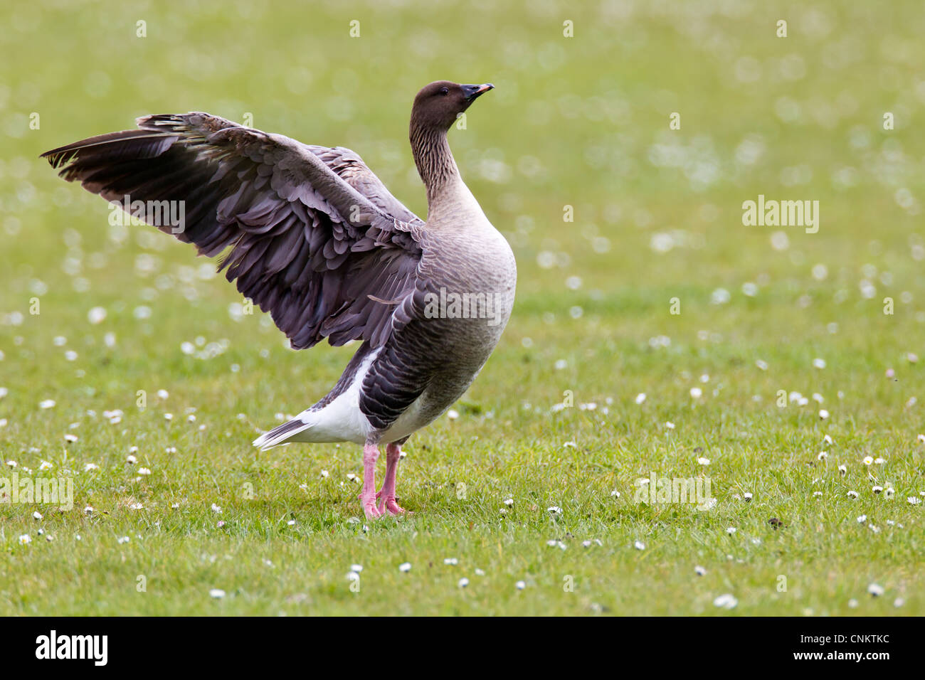 Pink-footed Goose. Anser Brachyrhynchus (Anatidae) Stockfoto