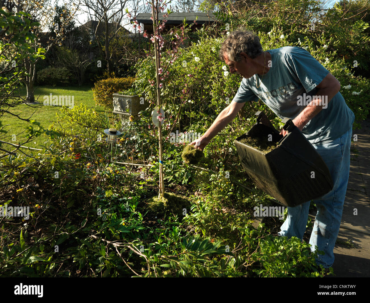 Menschen setzen Grass Stecklinge aus dem Rasenmäher Eimer verwendet wird, um eine junge Mandelbaum Surrey England mulch Stockfoto