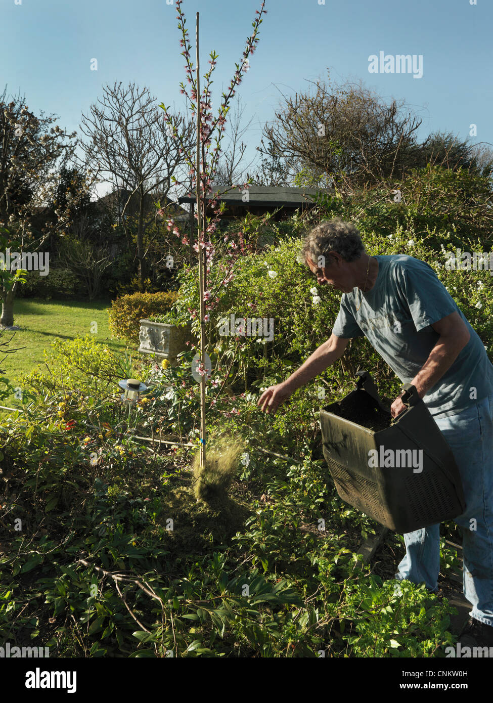 Menschen setzen Grass Stecklinge aus dem Rasenmäher Eimer verwendet wird, um eine junge Mandelbaum Surrey England mulch Stockfoto