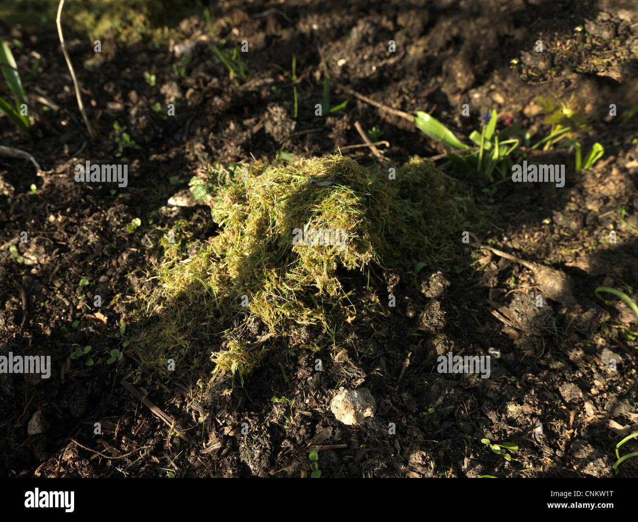 Young-Rhabarber Pflanze mit Gras gemulcht Stockfoto