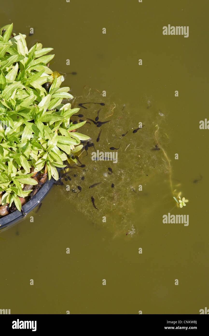 Kaulquappen aus Frosch in einen Gartenteich im Frühjahr laichen Stockfoto