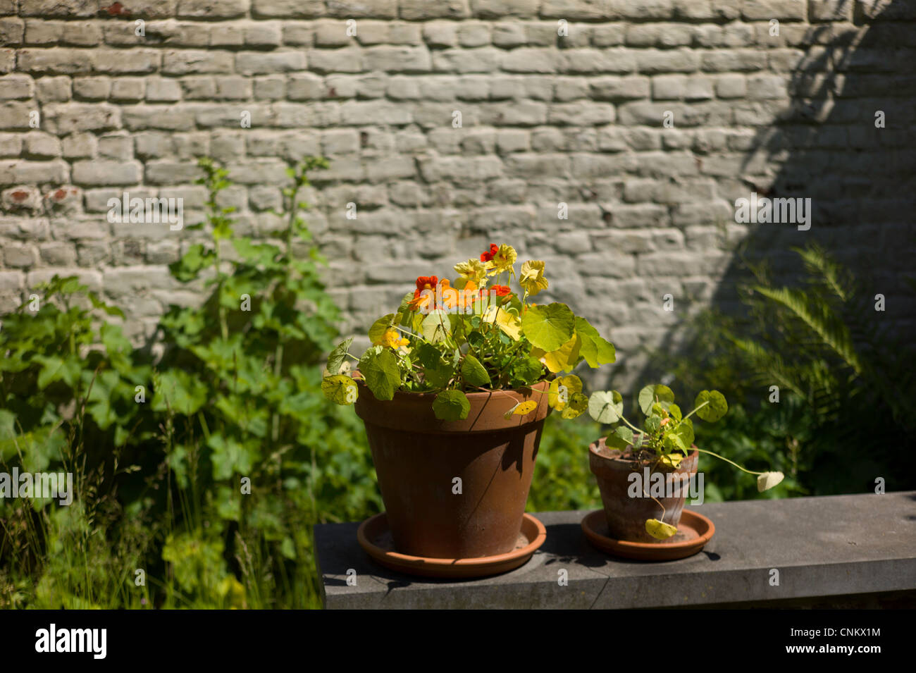 Blumen und Pflanzen in Brüssel, Belgien. Stockfoto