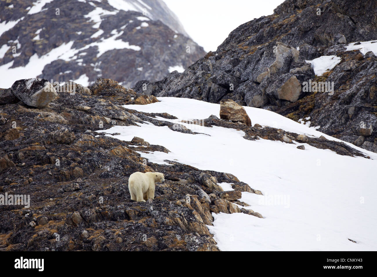 Eisbär auf felsigen Boden im Sommer, nördlichen Europa, Arktis Norwegen, Spitzbergen, Svalbard Stockfoto