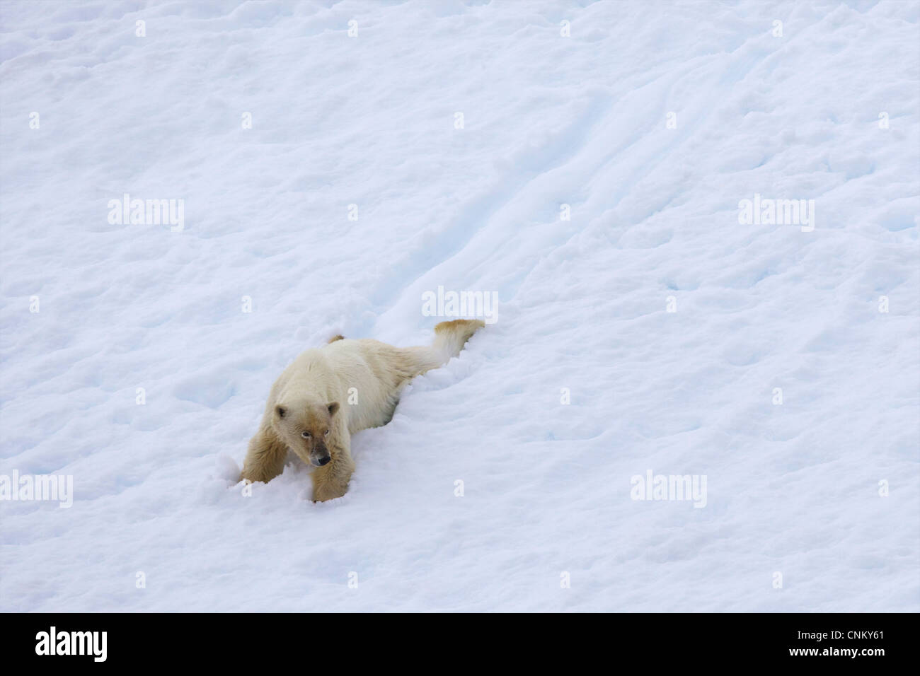 Eisbär-weiblich, Rodeln im Sommer Schnee, Spitzbergen, Svalbard, Arktis Norwegen, Europa Stockfoto