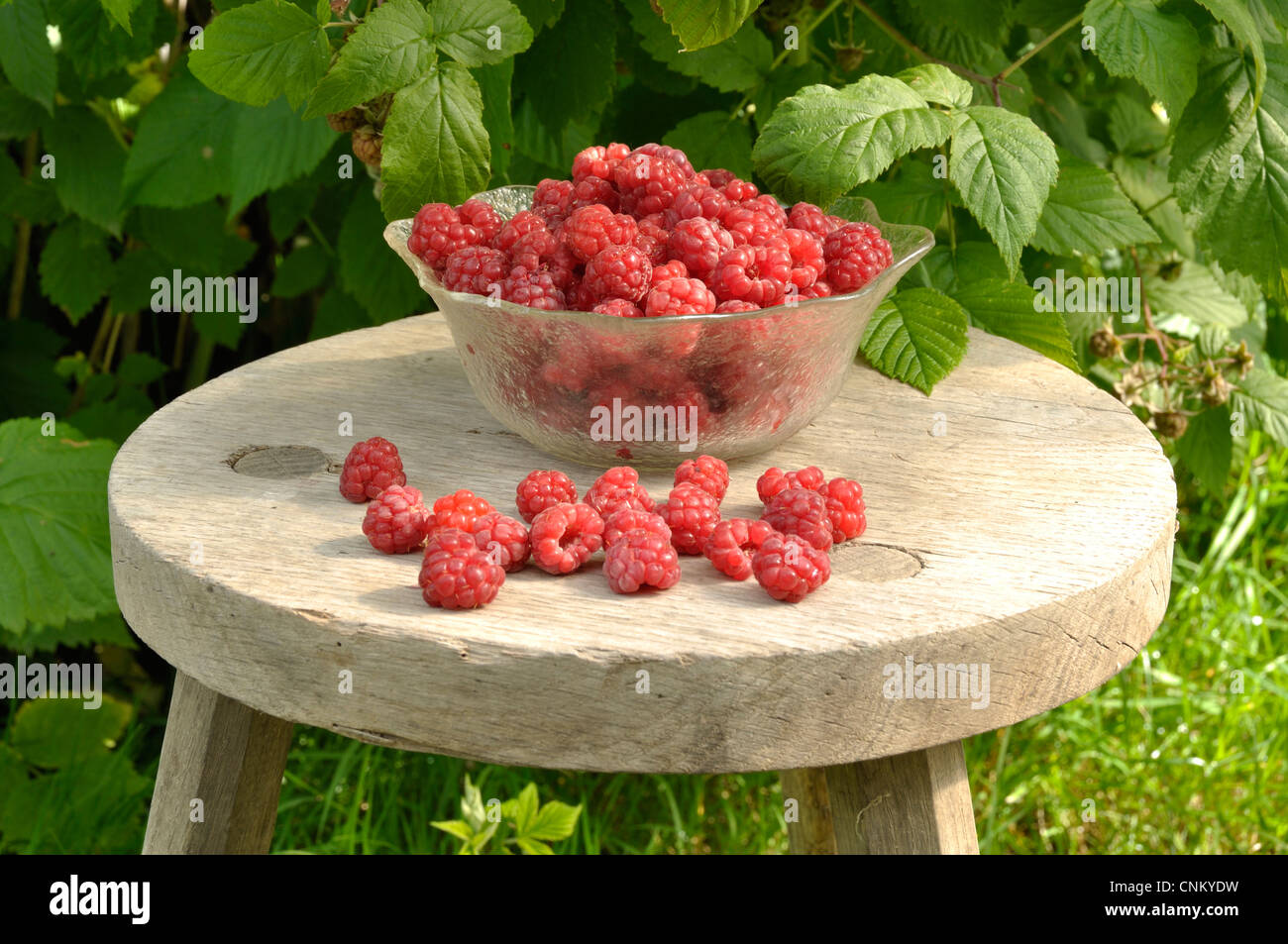 Ernte von Himbeeren (Rubus Idaeus) im Garten. Kleine rote Früchte des Gartens. Stockfoto