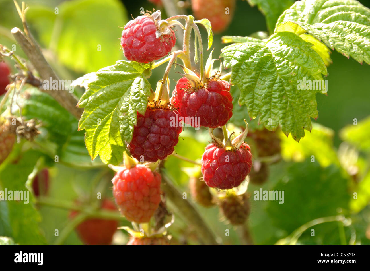 Himbeeren (Rubus Idaeus) gereift im Garten. Kleine rote Früchte des Gartens. Stockfoto